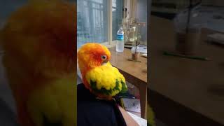 귀여운 우리 구구♥(썬코뉴어)