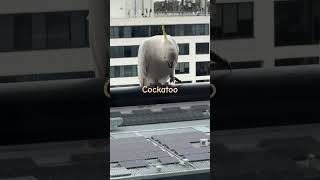 #시드니일상 #코카투#시드니겨을#호주생활