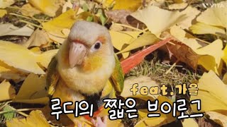 루디의 짧디짧은✨️브이로그 / 앵무새 / 코뉴어 / 루…