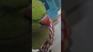 #목도리앵무 #앵짱 Asm알~~~#내 보물~