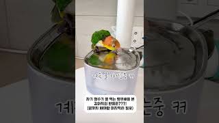 스윗한 형아 두리 #강아지 #반려견 #귀여운 #반려동물 #반려견#반려조#카이큐#펫#cute