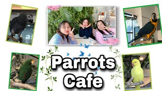Parrots cafe | 울산 앵무새 카페