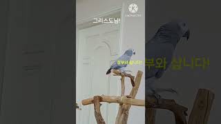 앵무새ㅡ순돌아 누구를 찬미해