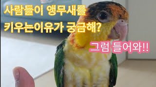 앵무새를 키우면 볼 수 있는 귀여운장면들