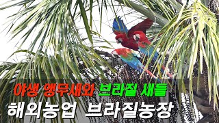 [동물의세계]야생의 앵무새와 브라질 새들 Brazilian wild parrot & macaw,  Various birds