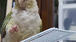 블루시나몬코뉴어 국수먹방