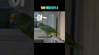 앵무새의 엄마 흉내 내기 2탄
