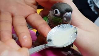 [앵무파파] 낮잠 자고 난 &#39;초롱이&#39;의 …