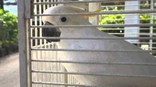 TALKING Parrot  @Parrot  DANCE JEJU ISLAND