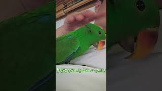 아기 뉴기니아 크롱이가 졸려요  (아빠 품에서 꿈나라 가기전)  #뉴기니아 #parrot #뉴기니아앵무 #birds #반려동물 #뉴기니아앵무새