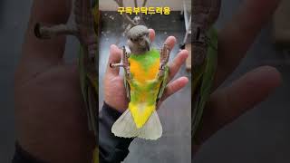 세네갈앵무새 수수 뒤집기 #shorts