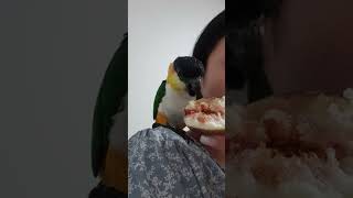 무화과 먹어서 행복한 앵무새 | 검은머리카이큐 울음소리 | Happy Parrot Chirping | Black Headed Caique