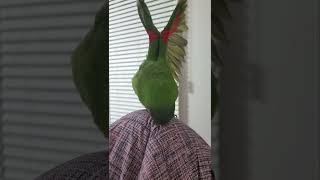 기지개 펴는 앵무새(한스마카우)