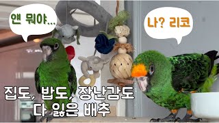 쟈딘앵무 리코에게 집도, 밥도, 물도, 장난감도, 나라…