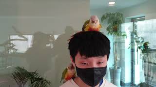 애교쟁이 앵무(양평 마카우카페)