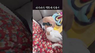 긁긁 해주면 더더 아가가 되는 앵무새 다복이 #앵무새 …