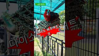 해초매트  #앵무새#뉴기니아#아미#다이소#해초#재미있는#귀여운앵무새#사랑스러운앵무새#늘해랑