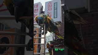 앵무새 말리기 #parrot #앵무새 #노래하는앵무새 …