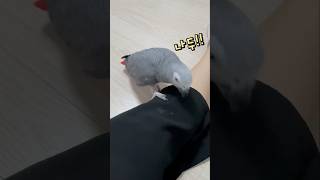 소형앵무와 대형앵무의 차이  회색앵무 잠바, 모란앵무 옹심이