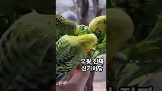 귀여운 앵무새들ㅋㅎㅋㅎㅋ #queen #앵무새 #깃털유…