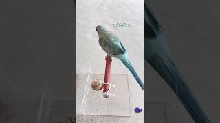 개구리로 코러스 넣던 시절 #퀘이커앵무송꾸꾸