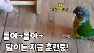 처음 해보는 돌기훈련~담이의 반응은?!#코뉴어앵무새#c…