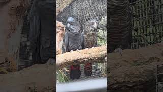 올빼미인지 부엉이인지 한쌍이 다정하게: 레드테일 블랙 코카투