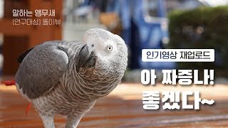연구대상앵무새똘이  "똥싸러가냐~ 좋겠다~"
