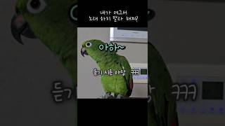 여긔서 노래하믄 화낸다 해찌? 진짜로 화내는 앵무새이랑…