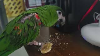 #앵무새 #한스마카우 #지루비 #13세 앵무새 