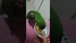 @앵무새.한스마카우.13세.2013년 생. 남자. 이름: 지 루비. 별명: 상전. 돌돌이. 까꿍이