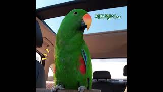 [지구] 가성비 겨드랑이 자랑 / 왜 말만 해? / 미운 세살 / 요즘 싫다는 말 많이 함ㅠㅠ / talking parrot / #shorts