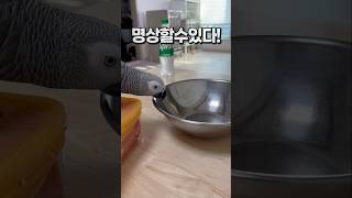 앵무새 키우면 집에서 명상할 수 있다‼️ 회색앵무 잠바