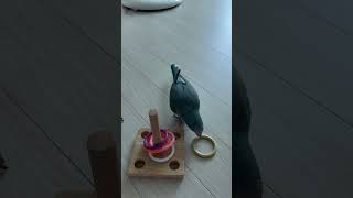 재주부리는앵무새(Gaul does trick like a dog)  #퀘이커앵무새  #birds  #quakerparrots  #퀘이커앵무새가을