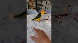 장난꾸러기 노랑머리카이큐 아코 #shorts