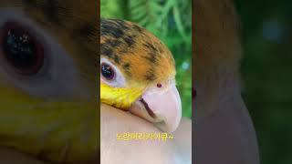 노란머리카이큐