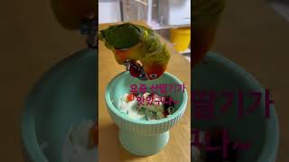 [ 썬코뉴어 Sunconure parrot ] Mukbang 달콤한 과일먹방 산딸기가 제일좋은 앵무새 토토~