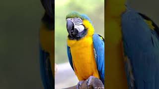 에버랜드 앵무새집 말하는 청금강앵무  short version / Everland Parrot house Blue & Gold Macaw