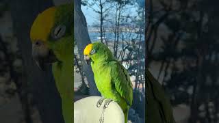 졸린다 졸려~ a parrot that sleeps with a lullaby  #parrotsinging #parrotvideo #parrotlife #singingparrot