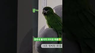 앵무새의 너무나도 작지만 큰 하품!!