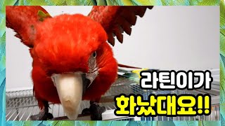 대왕앵무새 라틴이가 화가났대요 그녀에게 무슨일이 생긴걸…