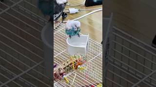 귀요미 ☺️ #hobby #parrot #birds #healing #앵무새 #사랑앵무