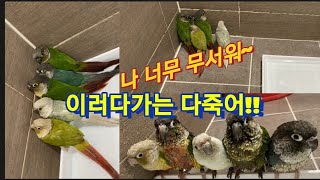 코뉴어앵무새 오총사? 벽에 붙어있는 이유는?