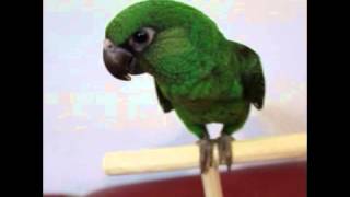 앵무새/중형앵무/쟈딘앵무/쟈딘
