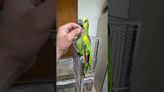 5주차 아마존 앵무 핸들링 완벽적응