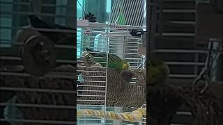 부비부비 김열무 #부비부비 #birds #budgeri…