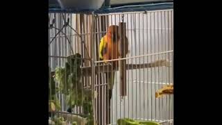 썬코뉴어 소음 간접체험