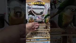 코뉴어앵무새 손태우기 대작전 #shorts