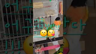 카이큐앵무새 꼬꼬의 활기찬 서울의 아침은 댄스부터 시~…