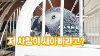 새아빠를 처음만난 앵무새의 반응